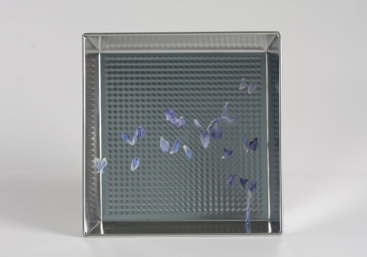 bez tytułu/Srebrna ławica,  blaszana brytfanka, zasuszone płatki kwiatków, klej, 24x24x6,5 cm, 2015